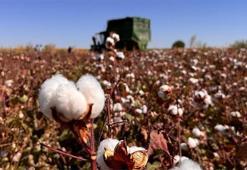 Milyonluk hasat başladı! 'Beyaz altın' Şanlıurfa'dan dünyanın dört bir yanına satılacak