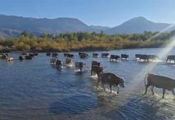 Fırat’ın can damarı Karasu Nehri kuruyor! Tehlike büyüyor