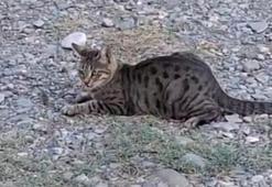 Kozan’da “Tom ve Jerry” sahnesi! İşte gülümseten anlar...