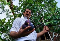 Bursa'nın sıcak ikliminde yetişiyor! 'Serin Erzurum havasında olmaz' dediler ama verimi yüksek çıktı