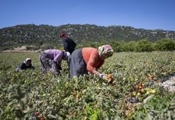 Üreticiye yüzde 70 hibeli domates fidesi desteği! 10 liralık fideyi 1 liraya alıyorlar