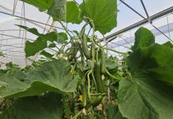 Devletten destek aldı! Şimdi hem istihdam yaratıyor hem de yüksek üretim yapıyor