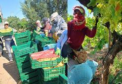 Kışa kadar organik üzüm! Hasat ocak ayının ortalarına kadar sürebiliyor