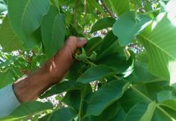 Malatya'da mevsim dışında meyve veren ceviz ağaçları şaşırttı