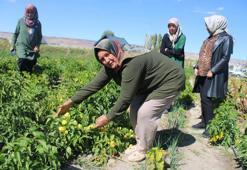 Bu bahçede ne desen yetişiyor! 55 çeşit domates, 22 çeşit biber üretiliyor