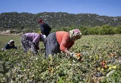 Mersin'de üreticiye yüzde 70 hibe desteği! 'Can suyu oldu'