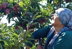 Konya'nın elma deposu! Uluslararası piyasada kilosu 40 liradan kapış kapış gidiyor