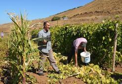 Muş'ta 30 yıllık hasret sona erdi! Köylerine dönen aileler ektikleri ürünleri hasat etmeye başladı