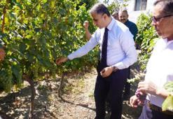 Evliya Çelebi'nin Seyahatnamesi'nde bile yer alıyor! Sadece bu ilçede yetişiyor