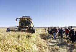 Coğrafi işaretli mahsul bereketiyle toplandı! Üreticinin yüzü gülüyor