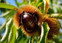 Gal arısı ve hastalıklara dayanıklı kestanelerde hasat zamanı