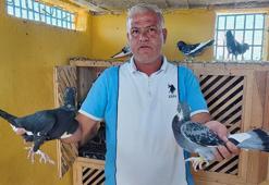 6 ay geçti, ödül 5 katına çıktı: Güvercinlerini bulana 100 bin TL