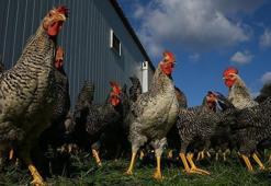 İzmir'de tavuklarını korumak isteyen yaşlı adam bir kişinin ölümüne sebep oldu!