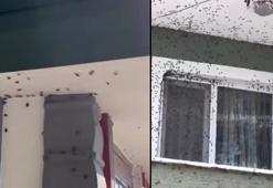 Karadeniz'de korkutan görüntü: Bu kez de evleri ve arabaları istila ettiler! Yeni hedefi kapalı alanlar