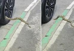 Bursa'da korku dolu anlar: Park halindeki otomobilin jantından 1 metrelik dev yılan çıktı!