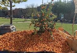Dağlardan toplanıyor, tezgahlarda yok satıyor! Kilosu 150 TL! Faydaları saymakla bitmiyor!
