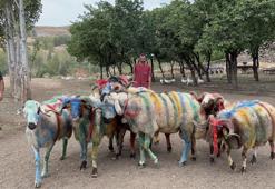 Kars'ta renkli görüntüler: Bahar doğumları için asırlık koç katım geleneği devam ediyor!