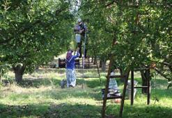 Bu ilimizin en meşhur meyvesini zirai don vurmuştu! Hasat çok zayıf, fiyatlar tavan yapabilir