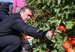 Bilecik'te domates üretimi! Hem sofralık hem de salçalık yapılıyor
