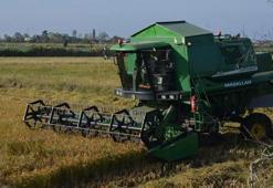 Samsun'da 'beyaz altın' hasadı devam ediyor! Fiyatı, kalitesi ve rekoltesiyle çiftçinin yüzünü güldürdü