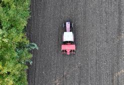 Düzce'de ata tohumu projesinde ekim başladı! Kastamonu'dan getirilen bereketli buğday toprakla buluşuyor