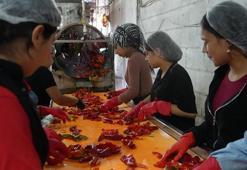 Gaziantep'te kışlık 'acı mesaisi' başladı: Kadınlar günde 30 ton biberi salçaya çeviriyor, ev ekonomisine katkı sağlıyor!