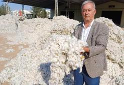 Gaziantep'te hasat başladı, çiftçi zararda! Pamuk üreticisi maliyetle baş edemiyor