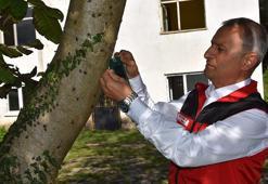 Ordu'da kahverengi kokarca tehdidine karşı dev adım: Kritik kışlak mücadelesi başlıyor!