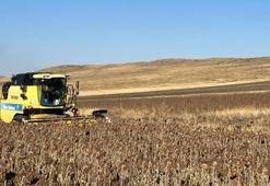 Yüzde 75 hibe ile ekildi! Kars'ta ayçiçeği hasadından alınan verim yüz güldürdü!