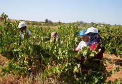 Fıstık şehrine kurduğu sistemle üreticilere örnek oldu! Kuraklık ve dondan etkilenmediler
