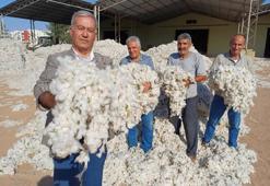 Türk tarımında ve ekonomisinde önemli bir yere sahip! Hasadı fiyatından ötürü buruk başladı