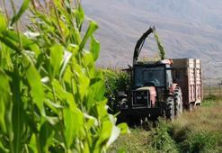 Erzincan'da hasat başladı! Belediye 100 dönüme yakın arazide ekmişti