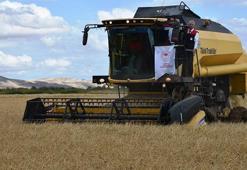 Çankırı'da hasat törenle başladı! Tarlalar biçiliyor, 25 bin ton ürün bekleniyor