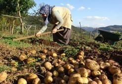 Giresun'un yaylalarında hasat zamanı! Kuraklık verimi düşürdü