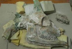 Tam 9 milyon yıllık! Eşi benzeri yok! Kazdıkça çıkanlar şaşkına çevirdi