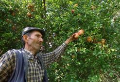 Adana'nın meşhur mahsullerinden biri! Geçen yıl 20 liraya satılıyordu, bu sene 80 liraya gidiyor