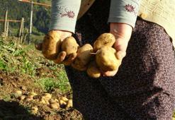 Giresun yaylalarında organik tarım! Patates hasadı başladı