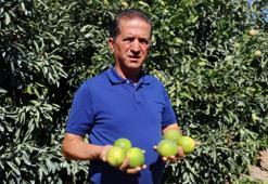Erkenci hasat zamanı, verim yüksek! Her cebe uygun, kilosu 8 liradan satılıyor