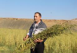 Şırnak'ta 5 bin dekar alandan 300 ton susam rekoltesi bekleniyor