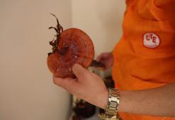 Adana'da hükümlüler üretiyor! Kilogramı 15 bin TL'ye kadar çıkıyor