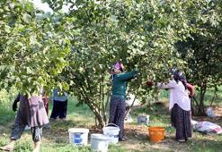 Düzce'de üretim patladı! Avrupa ülkeleri sıraya girdi, 15 bin ton satın aldılar