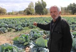 Sivas'ta hasat vakti gerçek ortaya çıktı! Ürünü bu sefer zirai don vurmadı ama zarar büyük