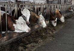 Antalya'da şap alarmı! Hayvan giriş çıkışları durduruldu