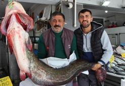 Samsun'da balıkçıların ağına takıldı! Çok nadir görülüyor: 85 kilo, 2 metre boyunda
