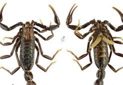 Manisa Celal Bayar Üniversitesi açıkladı: Türkiye'de 20 yeni tür keşfedildi