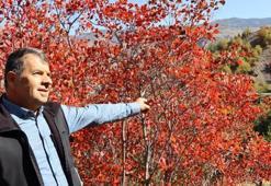 Erzurum'da köylüler gözlerine inanamadı! Bu yıl değişti, hepsi kırmızıya döndü