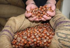 Giresunlu üretici ne yapacağını şaşırdı! Piyasa karıştı, fiyatı bir yükselip bir düşüyor