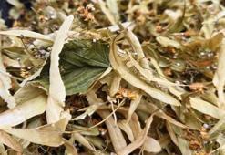 Samsun'da soğuklar bastırdı, fiyatlar uçtu! Kilosu 1500 TL ama kapış kapış gidiyor