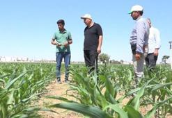 Şanlıurfa'da yeni yöntemle verim patladı! Üreticilerin cepleri dolacak, artık tarih oldu