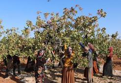 Yeşil altında korkutan rekolte düşüşü: Don ve kuraklık vurdu, fiyatlar uçuşa geçecek!